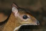 Lesser oriental chevrotain