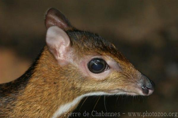 Lesser oriental chevrotain