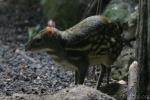 Yellow-striped chevrotain *