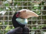 Wreathed hornbill