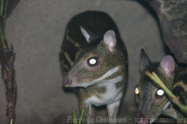 Yellow-striped chevrotain *