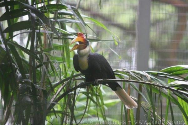 Wrinkled hornbill