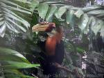 Papuan hornbill