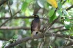 Common myna