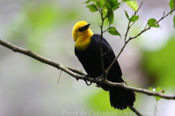 Yellow-hooded blackbird