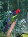 Papuan king-parrot *