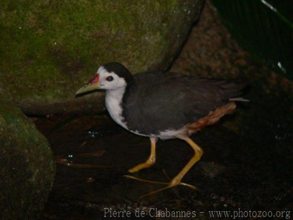 White-breasted waterhen