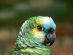 Blue-fronted amazon