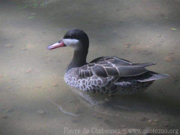Red-billed duck