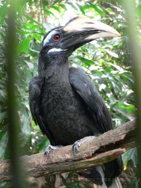 Bushy-crested hornbill