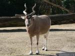 Addax *