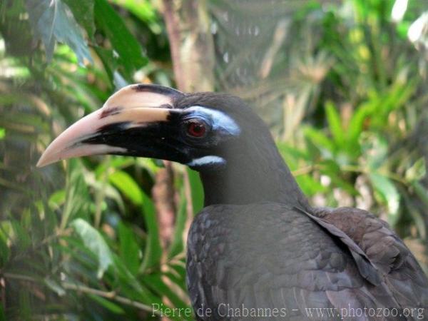 Bushy-crested hornbill