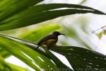 Brown-throated sunbird