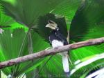 Oriental pied hornbill