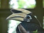 Oriental pied hornbill