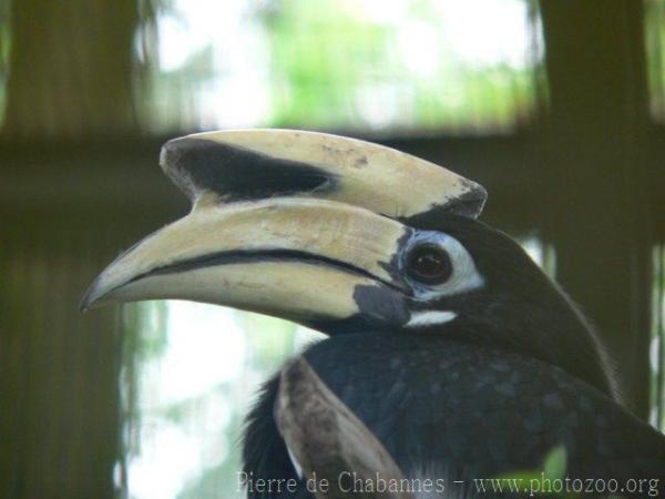 Oriental pied hornbill