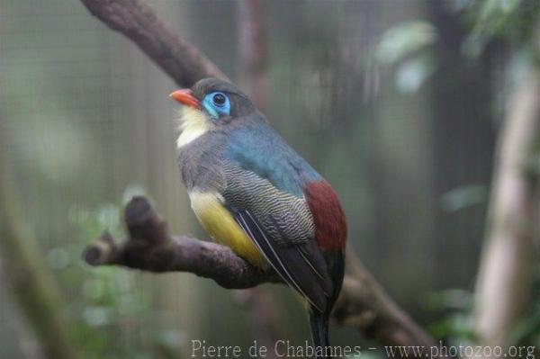 Sumatran trogon *