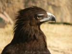 Greater spotted eagle