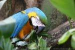 Blue-and-gold macaw