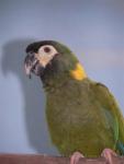 Yellow-collared macaw