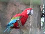 Green-winged macaw