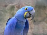 Hyacinth macaw