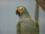Red-bellied macaw *