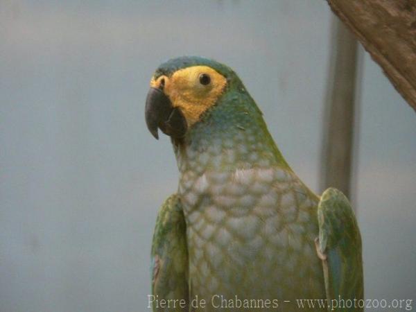 Red-bellied macaw *