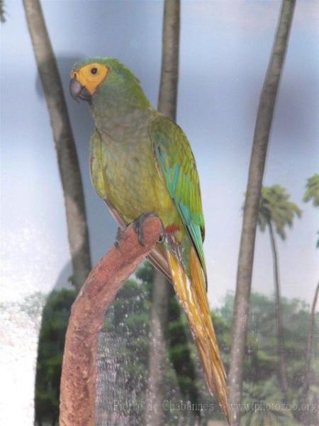 Red-bellied macaw *