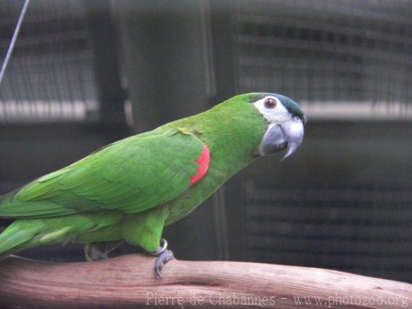 Red-shouldered macaw