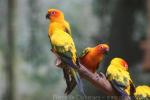 Sun parakeet