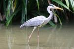 Asian grey heron