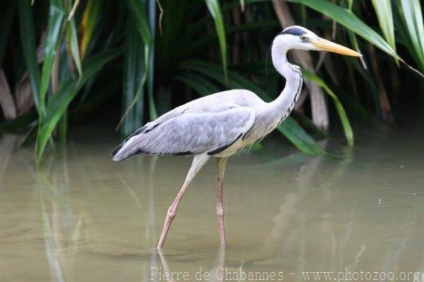 Asian grey heron