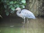 Great-billed heron *