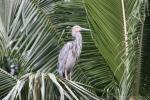 Great-billed heron *