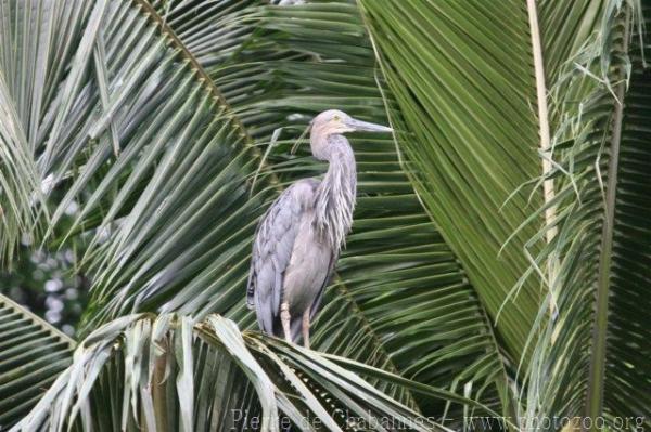 Great-billed heron *