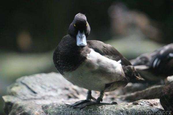 Tufted duck