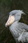 Shoebill