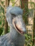 Shoebill