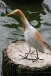 Asian cattle egret