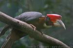 Southern rufous hornbill