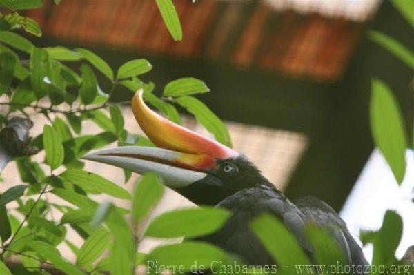 Bornean rhinoceros hornbill *