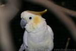 Yellow-crested cockatoo