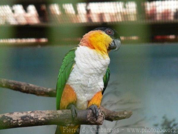 Black-crowned caique