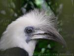 White-crowned hornbill