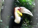 Wreathed hornbill