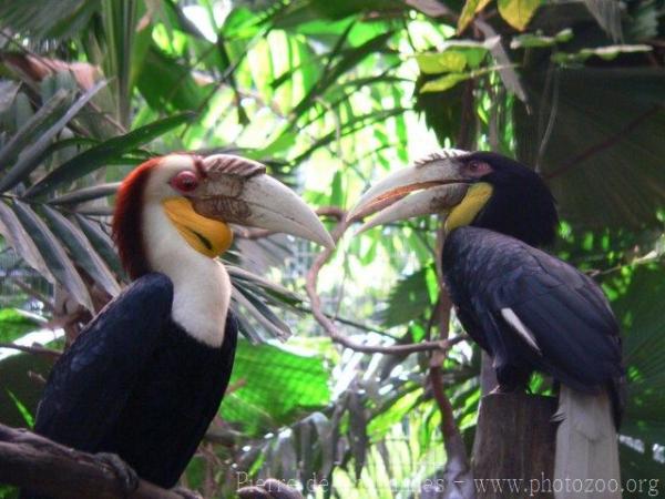 Wreathed hornbill