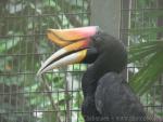 Sumatran rhinoceros hornbill