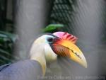 Wrinkled hornbill