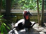 Southern ground hornbill